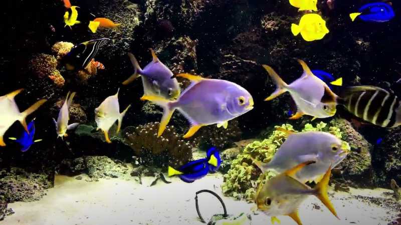 Starting a Saltwater Aquarium can be exciting, but beginners often make mistakes that lead to unhealthy fish and coral. In this video, we break down the 10 most common mistakes saltwater aquarium beginners make and how to avoid them. From rushing the cycling process, overstocking fish, poor water quality management, to ignoring quarantine — we’ll guide you step by step to set up a healthy reef tank.

Whether you’re just starting your marine aquarium hobby or looking to fix problems in your current setup, this Saltwater Aquarium for Beginners Guide will help you save time and money, and keep your fish thriving.

📌 Watch now and learn how to avoid beginner aquarium mistakes so your saltwater tank stays vibrant and healthy!

🔔 Subscribe for more reef tank tips, saltwater fish care, and aquarium setup guides!: https://www.youtube.com/@LovingPetsTube

📌 Watch next: https://www.youtube.com/watch?v=zd3qxrXrpWs&t=2s

#SaltwaterAquarium #ReefTank #AquariumForBeginners #FishTankMistakes #Mari - youtube